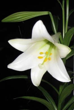 images/productimages/small/v326_LILIUM LONGIFLORUM.jpg